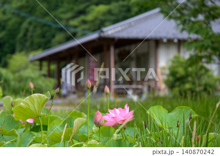 初夏の水辺に清々しく咲き誇る大賀ハスのピンクの花と蕾 初夏の水辺に清々しく咲き誇る大賀ハスのピンクの花と蕾 140870242