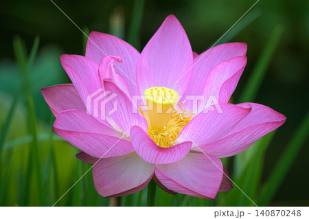 初夏の水辺に清々しく咲き誇る大賀ハスのピンクの花と蕾 初夏の水辺に清々しく咲き誇る大賀ハスのピンクの花と蕾 140870248