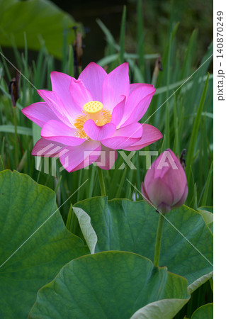 初夏の水辺に清々しく咲き誇る大賀ハスのピンクの花と蕾 初夏の水辺に清々しく咲き誇る大賀ハスのピンクの花と蕾 140870249