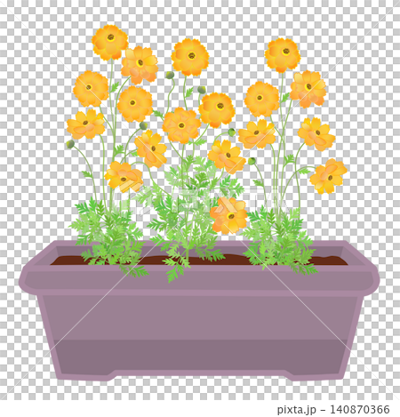 プランターに植えられたキバナコスモスのイラスト プランターに植えられたキバナコスモスのイラスト 140870366