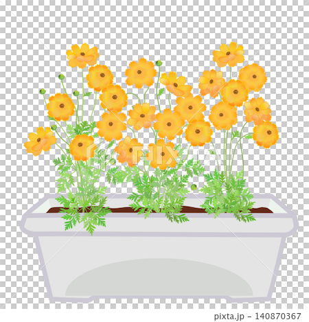 圖中是種植在花盆裡的黃色波斯菊。 140870367