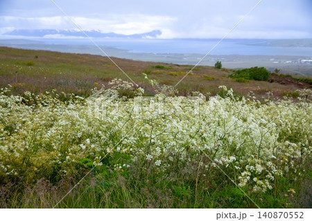 北欧の島国アイスランド北部の都市アークレイリ 丘の上の花とエイヤフィヨルズルというフィヨルド遠景 北欧の島国アイスランド北部の都市アークレイリ 丘の上の花とエイヤフィヨルズルというフィヨルド遠景 140870552