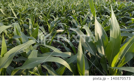 A horizontal eye level perspective captures a lush field of growing green corn plants with vibrant long leaves stretching under warm sunlight. The dense agricultural plantation setup creates a A horizontal eye level perspective captures a lush field of growing green corn plants with vibrant long leaves stretching under warm sunlight. The dense agricultural plantation setup creates a 140870573
