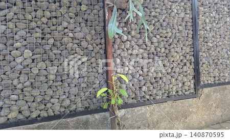 A horizontal perspective captures a modern gabion wall filled with grey river stones behind a wire mesh grid frame structure. Small green tropical plants, including a staghorn fern, grow on a central 140870595