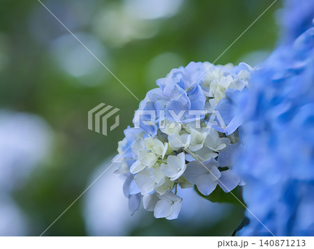 青い紫陽花 140871213