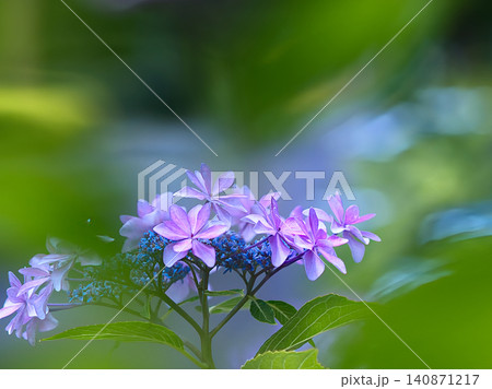 梅雨の雨に濡れた紫陽花 140871217