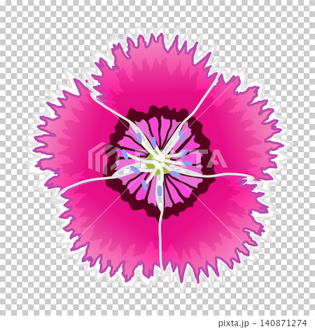 粉紅色石竹的插圖 140871274