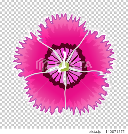粉紅色石竹的插圖 粉紅色石竹的插圖 140871275