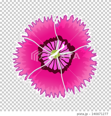 粉紅色石竹的插圖 140871277
