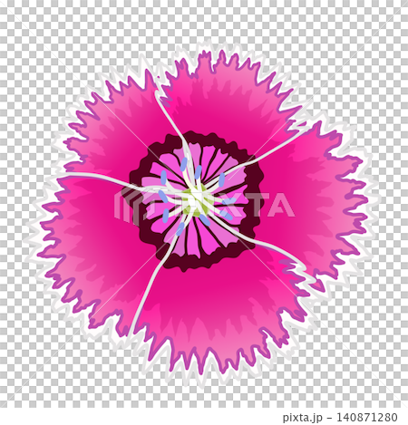粉紅色石竹的插圖 140871280