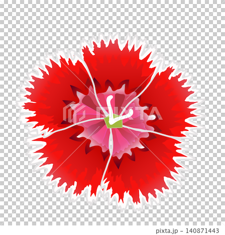 紅色石竹的插圖 紅色石竹的插圖 140871443