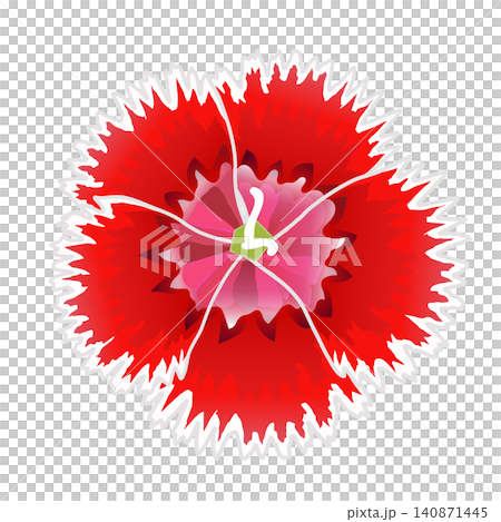 紅色石竹的插圖 140871445