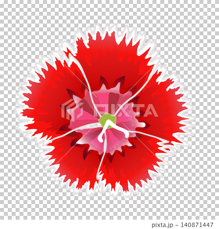 紅色石竹的插圖 紅色石竹的插圖 140871447