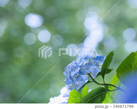 青い紫陽花 140871799