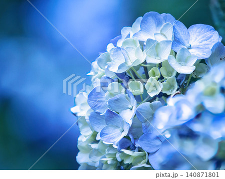 青い紫陽花 青い紫陽花 140871801