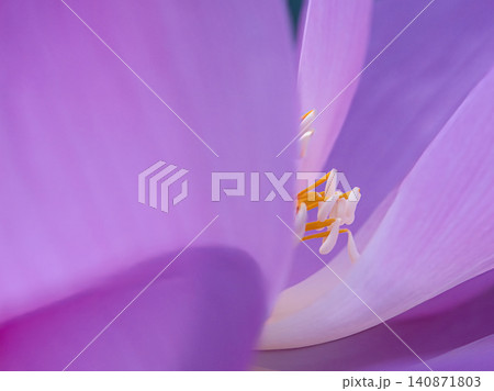 花びらの中の蓮の蕊 花びらの中の蓮の蕊 140871803
