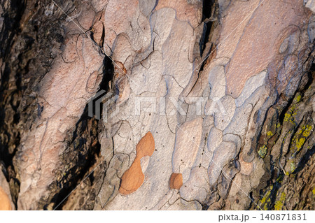 Detailed close-up of textured pine tree bark, macro photo Detailed close-up of textured pine tree bark, macro photo 140871831