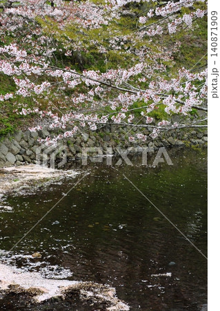七谷川桜公園 七谷川桜公園 140871909