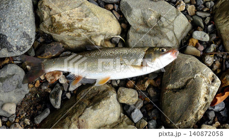 仲間川で釣れた良型のハヤ 仲間川で釣れた良型のハヤ 140872058