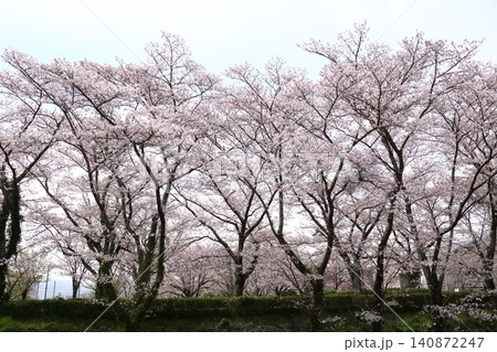 七谷川桜公園 七谷川桜公園 140872247