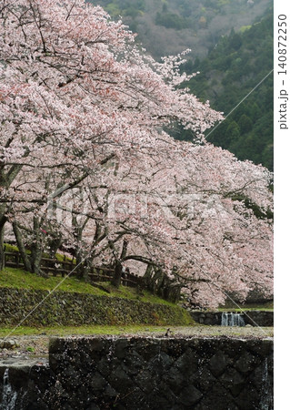 七谷川桜公園 七谷川桜公園 140872250