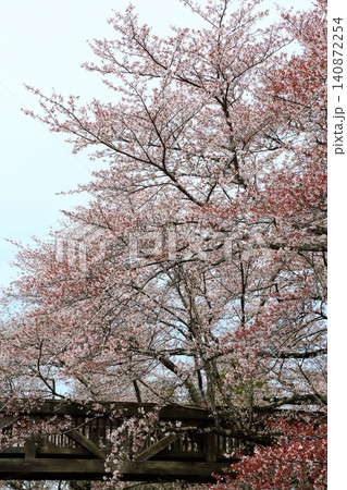 七谷川桜公園 七谷川桜公園 140872254