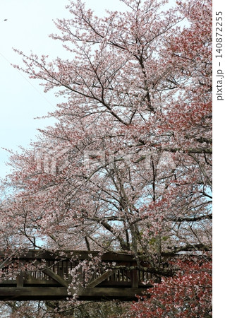 七谷川桜公園 七谷川桜公園 140872255