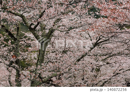 七谷川桜公園 七谷川桜公園 140872256