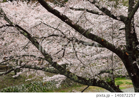 七谷川桜公園 七谷川桜公園 140872257