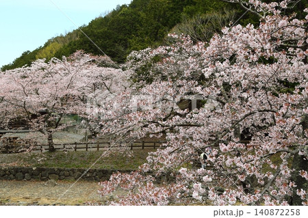 七谷川桜公園 七谷川桜公園 140872258