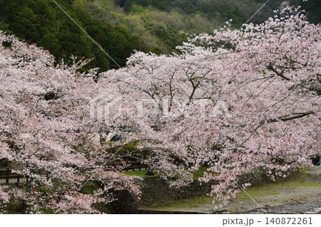 七谷川桜公園 七谷川桜公園 140872261