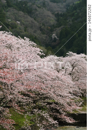七谷川桜公園 七谷川桜公園 140872262