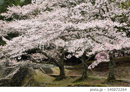七谷川桜公園 七谷川桜公園 140872264