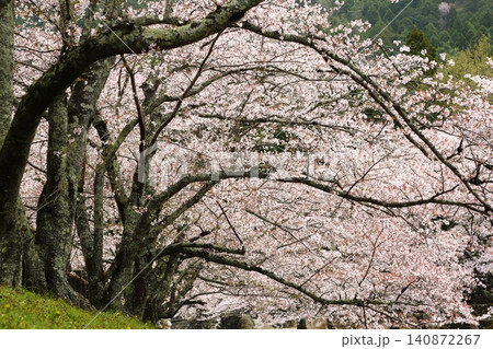 七谷川桜公園 七谷川桜公園 140872267