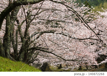 七谷川桜公園 140872268