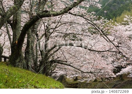 七谷川桜公園 七谷川桜公園 140872269