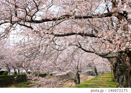 七谷川桜公園 七谷川桜公園 140872275