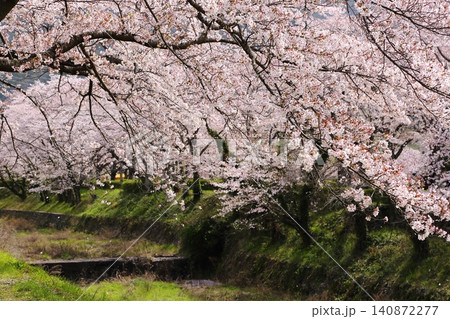 七谷川桜公園 七谷川桜公園 140872277