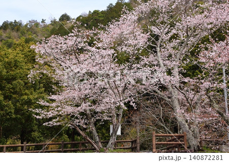 七谷川桜公園 七谷川桜公園 140872281