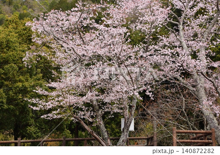 七谷川桜公園 七谷川桜公園 140872282
