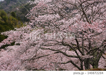 七谷川桜公園 七谷川桜公園 140872284