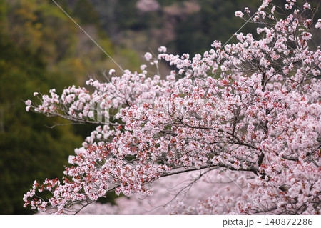 七谷川桜公園 七谷川桜公園 140872286
