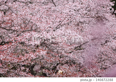 七谷川桜公園 七谷川桜公園 140872288