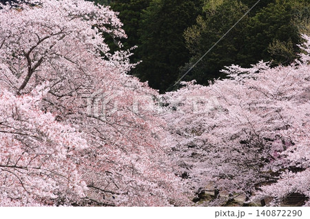 七谷川桜公園 七谷川桜公園 140872290