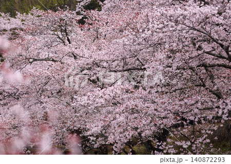 七谷川桜公園 七谷川桜公園 140872293
