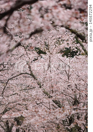 七谷川桜公園 七谷川桜公園 140872294