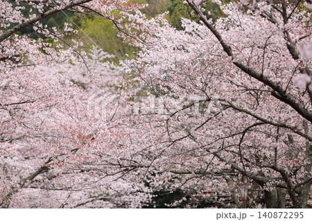 七谷川桜公園 七谷川桜公園 140872295