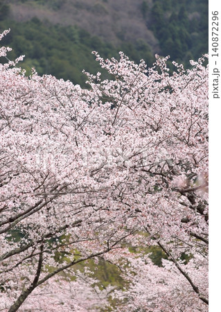 七谷川桜公園 七谷川桜公園 140872296