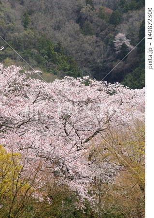 七谷川桜公園 七谷川桜公園 140872300