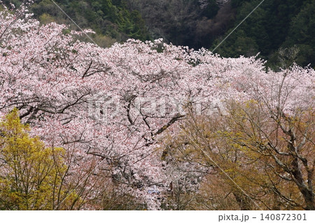 七谷川桜公園 七谷川桜公園 140872301